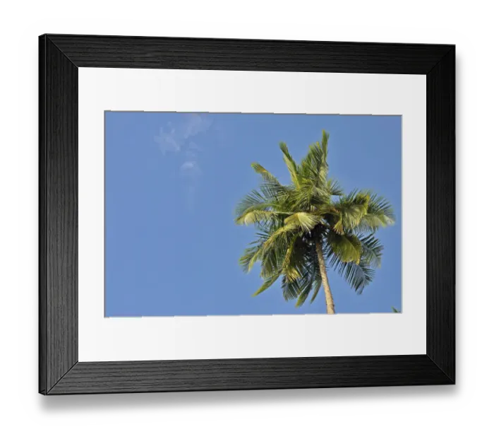 Framed Print : Coconut Palm -Cocos nucifera-, Tangalle, Sri Lanka, Ceylon, Asia Framed Print : Coconut Palm -Cocos nucifera-, Tangalle, Sri Lanka, Ceylon, Asia