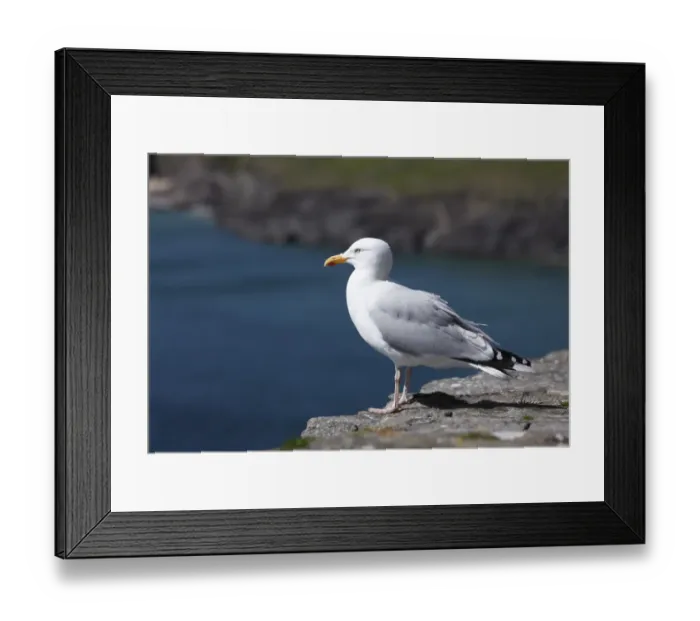 Framed Print : Herring gull -Larus argentatus-, Ireland, British Isles, Europe Framed Print : Herring gull -Larus argentatus-, Ireland, British Isles, Europe