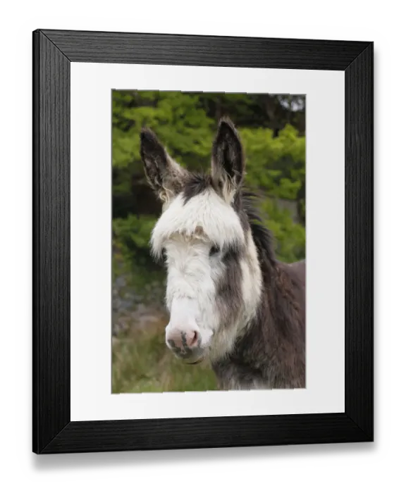 Framed Print : Donkey -Equus asinus-, portrait, Ireland, British Isles, Europe Framed Print : Donkey -Equus asinus-, portrait, Ireland, British Isles, Europe