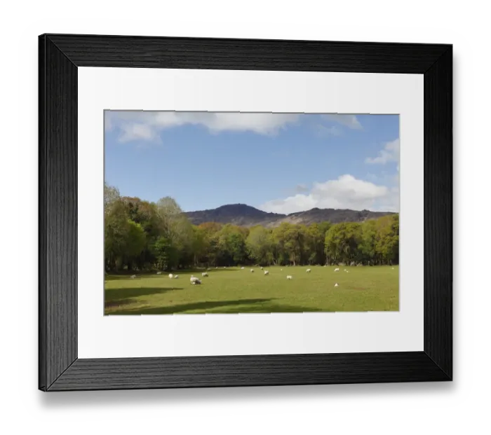 Framed Print : Sheep grazing on pasture, Black Valley near Killarney, County Kerry, Ireland, British Islands, Europa Framed Print : Sheep grazing on pasture, Black Valley near Killarney, County Kerry, Ireland, British Islands, Europa