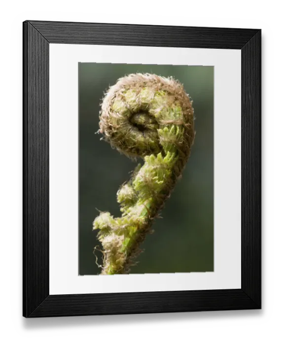 Framed Print : Brauns holly fern -Polystichum braunii- sprouting frond Framed Print : Brauns holly fern -Polystichum braunii- sprouting frond