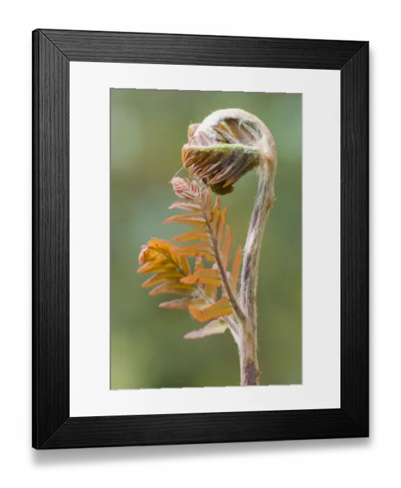 Framed Print : Royal fern -Osmunda regalis Purpurascens- sprout