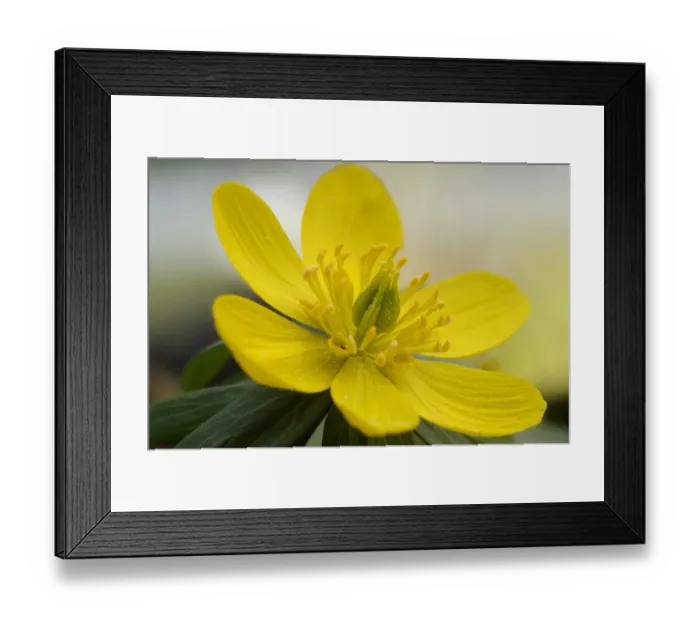 Framed Print : Winter Aconite or Wolfs Bane -Eranthis hyemalis- Framed Print : Winter Aconite or Wolfs Bane -Eranthis hyemalis-