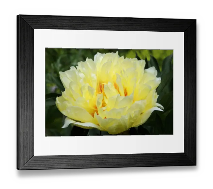Framed Print : Peony Bartzella -Paeonia hybrid Bartzella- Framed Print : Peony Bartzella -Paeonia hybrid Bartzella-
