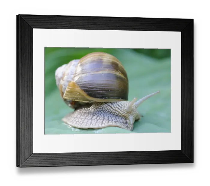 Framed Print : Burgundy snail, Roman snail -Helix pomatia-