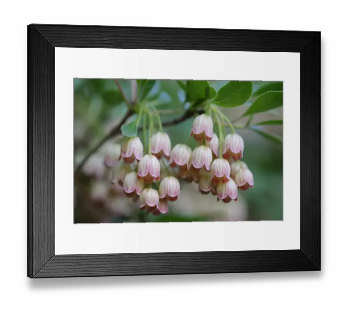 Framed Print : Redvein enkianthus -Enkianthus campanulatus- Framed Print : Redvein enkianthus -Enkianthus campanulatus-