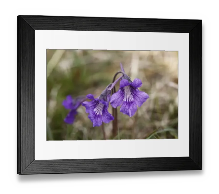 Framed Print : Common butterwort -Pinguicula vulgaris-, flowering, Ireland, British Isles, Europe Framed Print : Common butterwort -Pinguicula vulgaris-, flowering, Ireland, British Isles, Europe