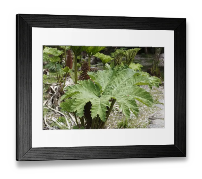 Framed Print : Giant Rhubarb -Gunnera manicata-, Ireland, British Isles, Europe Framed Print : Giant Rhubarb -Gunnera manicata-, Ireland, British Isles, Europe