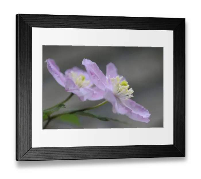 Framed Print : Clematis -Clematis montana Tetra Rose- Framed Print : Clematis -Clematis montana Tetra Rose-