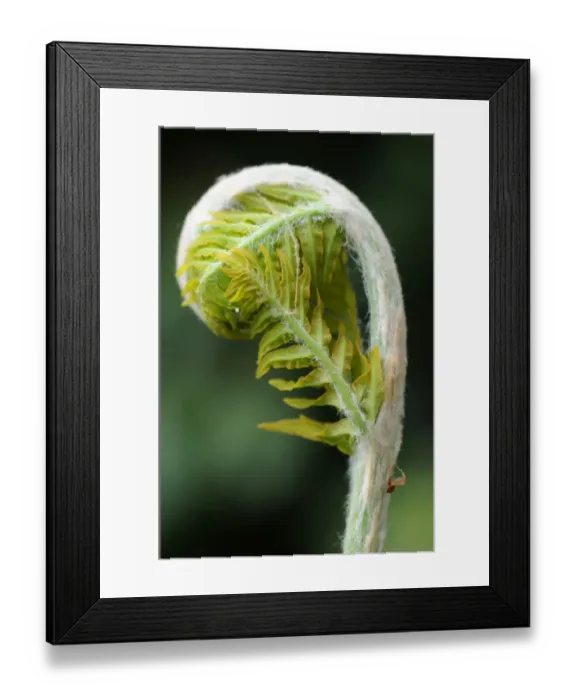 Framed Print : Royal fern -Osmunda regalis-, sprouting