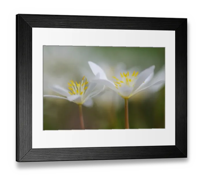 Framed Print : Bloodroot -Sanguinaria canadensis- Framed Print : Bloodroot -Sanguinaria canadensis-