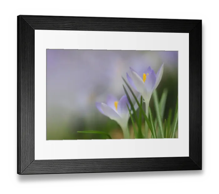 Framed Print : Woodland crocus, Tomasinis crocus -Crocus tommasinianus- Framed Print : Woodland crocus, Tomasinis crocus -Crocus tommasinianus-