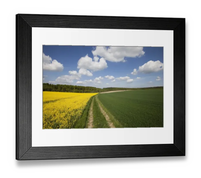 Framed Print : Field of rape, clouds in the sky Framed Print : Field of rape, clouds in the sky
