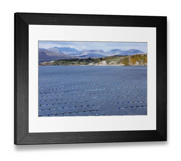 Framed Print : Shellfish farming in Kilmakilloge Harbour, Beara Peninsula, County Kerry, Ireland, British Isles, Europe