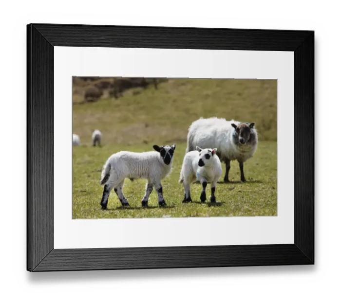 Framed Print : Lambs, County Cork, Ireland, British Isles, Europe