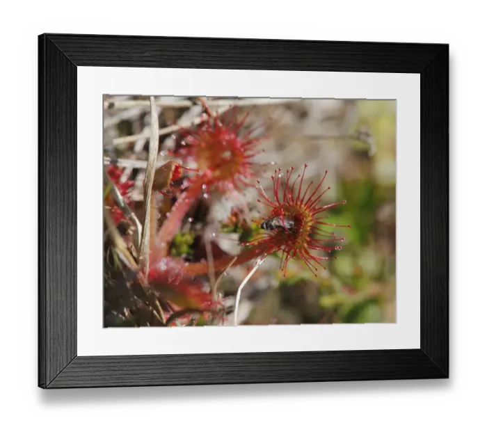 Framed Print : Round-leaved Sundew -Drosera rotundifolia- with a trapped fly, flesh-eating plant, Ireland, British Isles, Europe Framed Print : Round-leaved Sundew -Drosera rotundifolia- with a trapped fly, flesh-eating plant, Ireland, British Isles, Europe