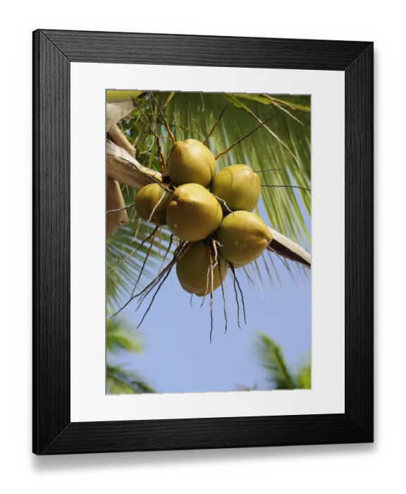 Framed Print : Coconuts on a coconut palm -Cocos nucifera-, Dominican Republic, Caribbean Framed Print : Coconuts on a coconut palm -Cocos nucifera-, Dominican Republic, Caribbean