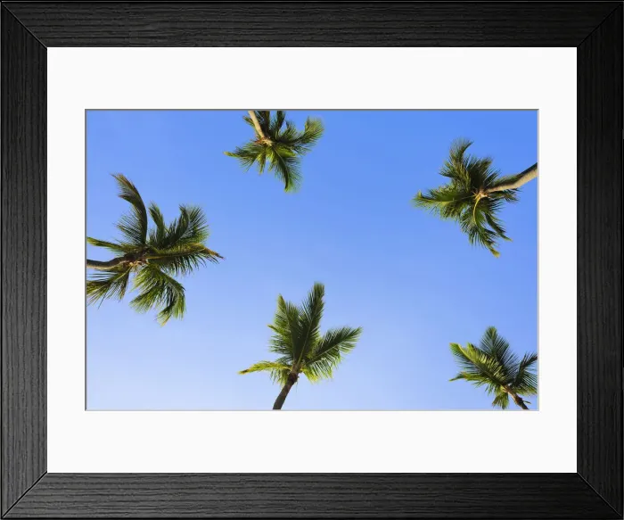 Framed Print : Coconut palms -Cocos nucifera-, Dominican Republic, Caribbean Framed Print : Coconut palms -Cocos nucifera-, Dominican Republic, Caribbean