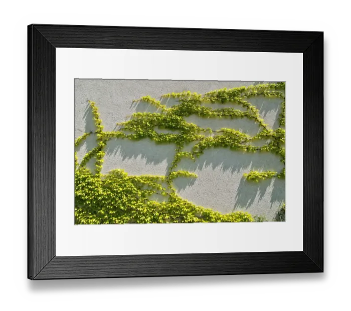 Framed Print : Japanese creeper, Boston ivy, Grape ivy, Japanese ivy, and woodbine -Parthenocissus tricuspidata- on a house wall, Munich, Bavaria, Germany, Europe Framed Print : Japanese creeper, Boston ivy, Grape ivy, Japanese ivy, and woodbine -Parthenocissus tricuspidata- on a house wall, Munich, Bavaria, Germany, Europe