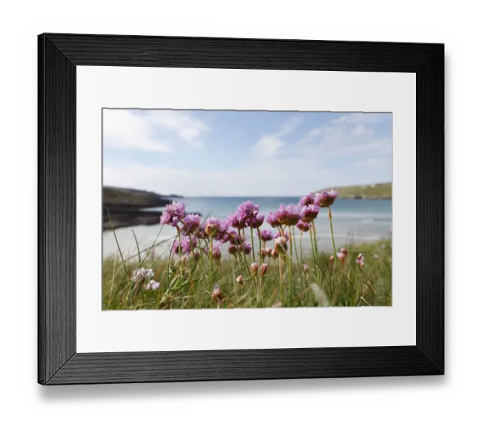 Framed Print : Thrift, Sea-pink -Armeria maritima-, Mizen Head Peninsula, West Cork, Republic of Ireland, British Isles, Europe