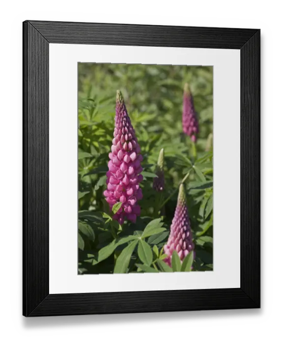 Framed Print : Garden Lupin -Lupinus polyphyllus- Framed Print : Garden Lupin -Lupinus polyphyllus-