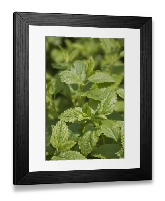 Framed Print : Lemon balm -Melissa officinalis- Framed Print : Lemon balm -Melissa officinalis-