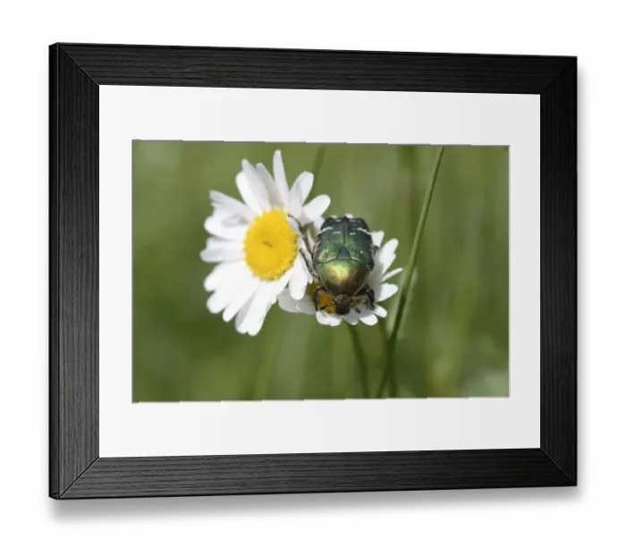 Framed Print : Rose chafer -Cetonia aurata- on a daisy -Leucanthemum vulgare- Framed Print : Rose chafer -Cetonia aurata- on a daisy -Leucanthemum vulgare-