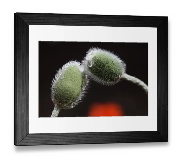 Framed Print : Poppy buds -Papaver- Framed Print : Poppy buds -Papaver-