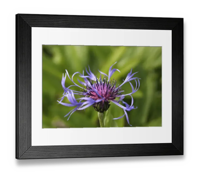 Framed Print : Cornflower -Centaurea cyanus-, flower