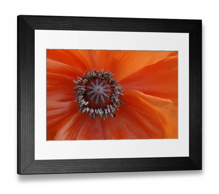 Framed Print : Pistil, poppy -Papaver-, detail of flower and pistil, macro image Framed Print : Pistil, poppy -Papaver-, detail of flower and pistil, macro image