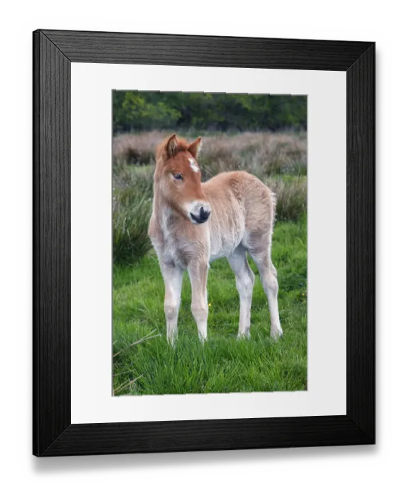 Framed Print : Foal, Icelandic horse or pony -Equus przewalskii f. caballus- Framed Print : Foal, Icelandic horse or pony -Equus przewalskii f. caballus-