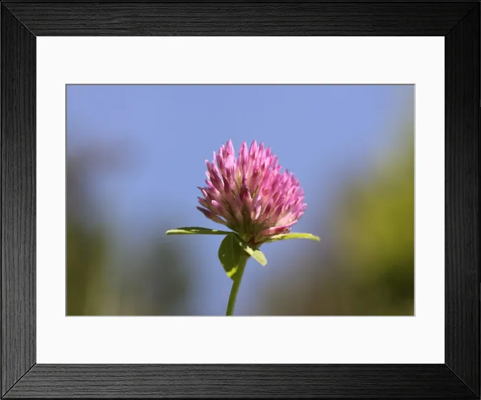 Framed Print : Red clover -Trifolium pratense- Framed Print : Red clover -Trifolium pratense-