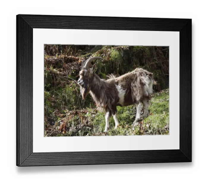 Framed Print : Goat, Glendalough, Wicklow Mountains, County Wicklow, Republic of Ireland, British Isles, Europe Framed Print : Goat, Glendalough, Wicklow Mountains, County Wicklow, Republic of Ireland, British Isles, Europe
