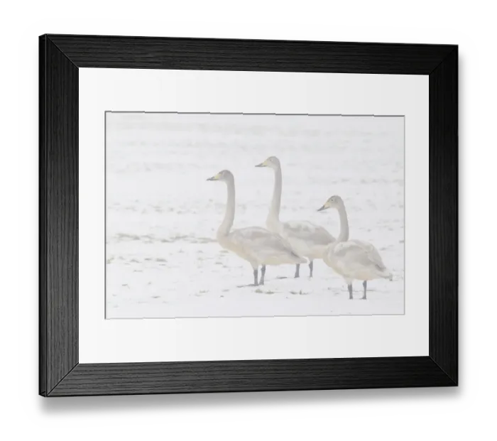 Framed Print : Whooper swans -Cygnus cygnus- Framed Print : Whooper swans -Cygnus cygnus-