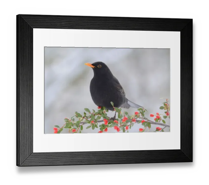 Framed Print : Blackbird -Turdus merula-, male Framed Print : Blackbird -Turdus merula-, male