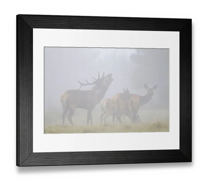 Framed Print : Red deer -Cervus elephas-, rutting season Framed Print : Red deer -Cervus elephas-, rutting season