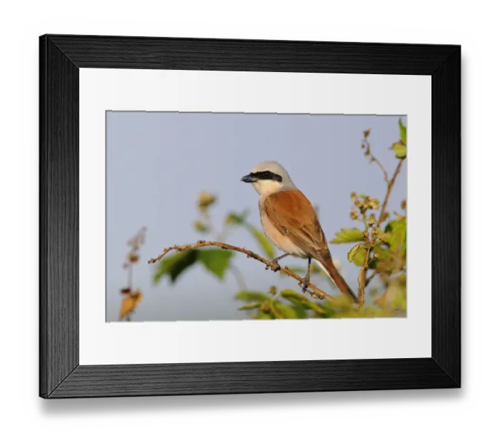 Framed Print : Red-backed Shrike -Lanius collurio- Framed Print : Red-backed Shrike -Lanius collurio-