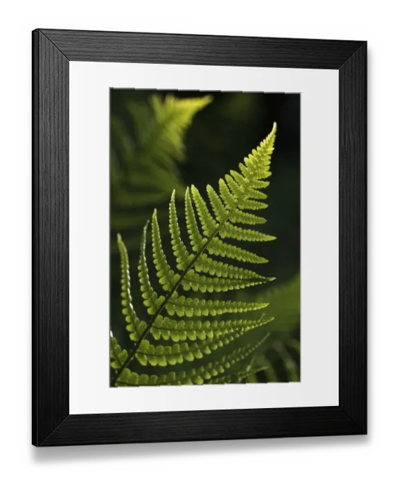 Framed Print : Frond of a fern
