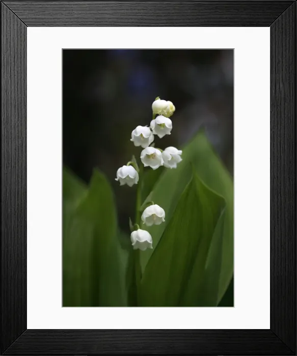 Framed Print : Lily of the Valley -Convallaria majalis- Framed Print : Lily of the Valley -Convallaria majalis-