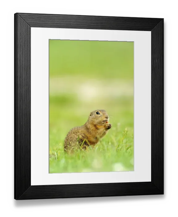 Framed Print : European ground squirrel -Spermophilus citellus-, feeding Framed Print : European ground squirrel -Spermophilus citellus-, feeding