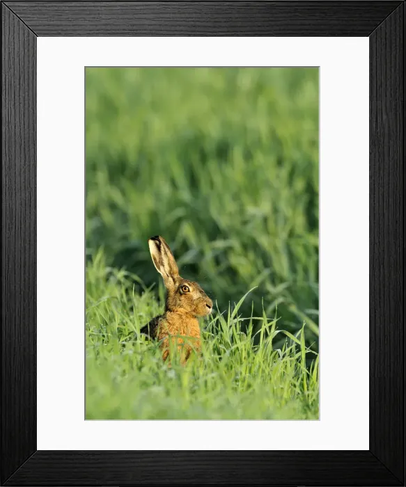 Framed Print : European hare -Lepus europaeus-, sitting in tall grass Framed Print : European hare -Lepus europaeus-, sitting in tall grass