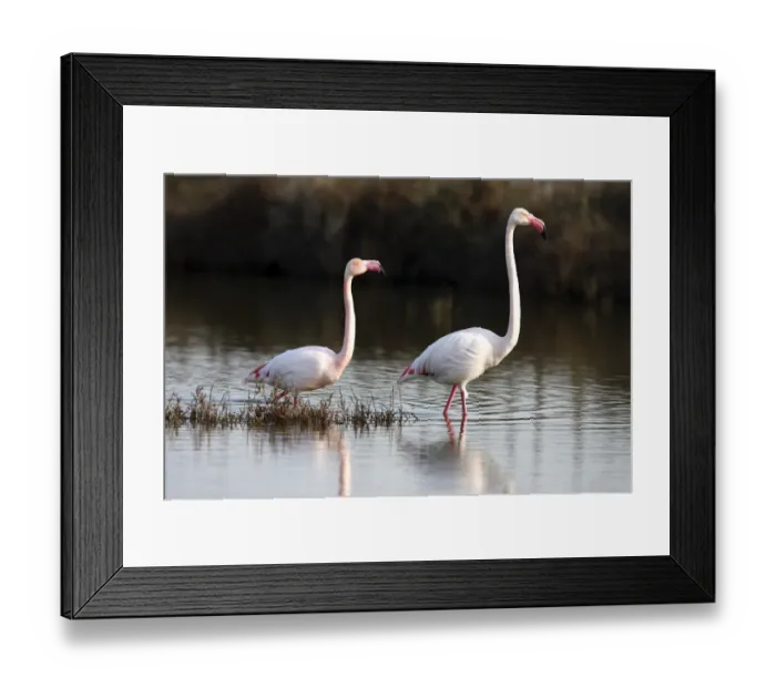 Framed Print : American flamingo -Phoenicopterus ruber-, couple wading through shallow water, Camargue, France, Europe Framed Print : American flamingo -Phoenicopterus ruber-, couple wading through shallow water, Camargue, France, Europe