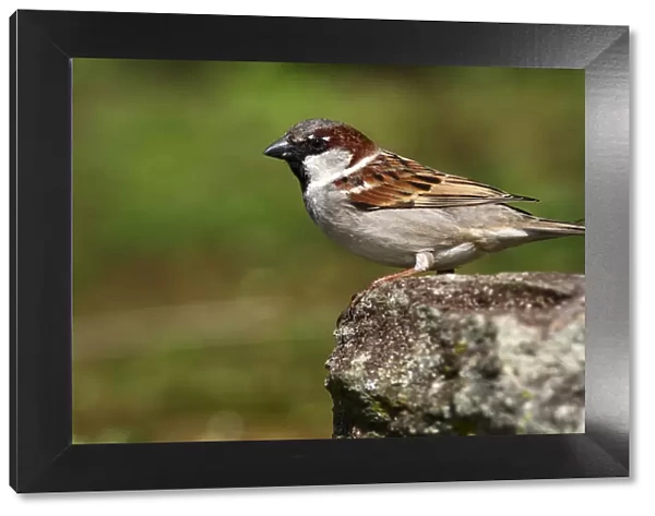 House sparrow -Passer domesticus-, perched on a rock