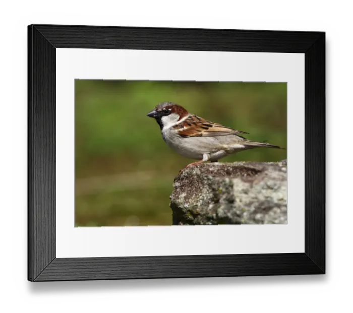 Framed Print : House sparrow -Passer domesticus-, perched on a rock Framed Print : House sparrow -Passer domesticus-, perched on a rock