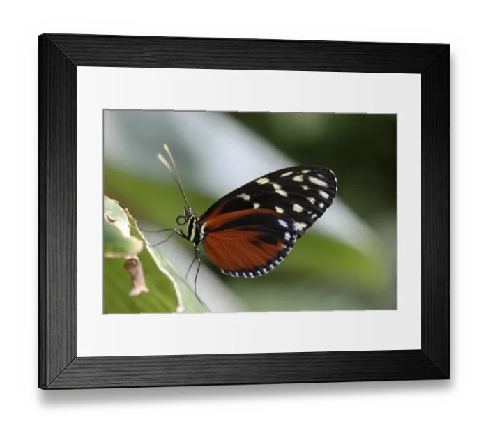 Framed Print : Passion Flower Butterfly -Heliconius hecale Zuleika-