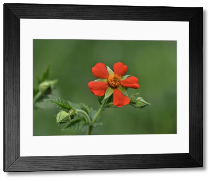 Framed Print : Scarlet Avens -Geum coccineum-, Balkan region, Europe Framed Print : Scarlet Avens -Geum coccineum-, Balkan region, Europe