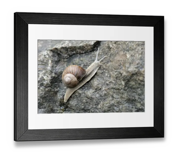 Framed Print : Burgundy or Roman snail -Helix pomatia- Framed Print : Burgundy or Roman snail -Helix pomatia-