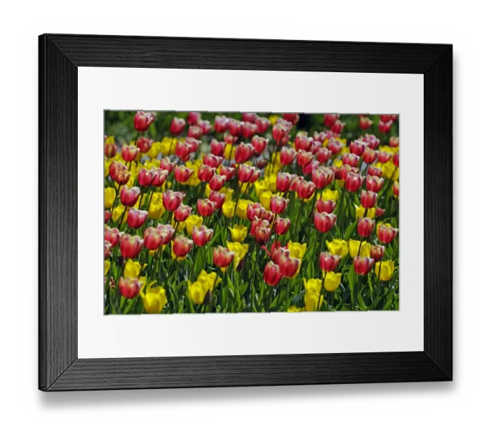 Framed Print : Tulips -Tulipa spp. - Framed Print : Tulips -Tulipa spp. -