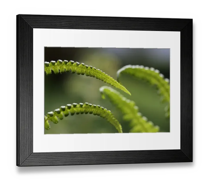 Framed Print : Details of fronds Framed Print : Details of fronds