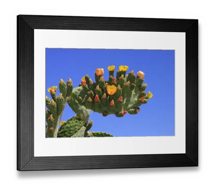 Framed Print : Flowering and fruiting Prickly pear -Opuntia ficus-indica-, opuntia, Indian figs Framed Print : Flowering and fruiting Prickly pear -Opuntia ficus-indica-, opuntia, Indian figs
